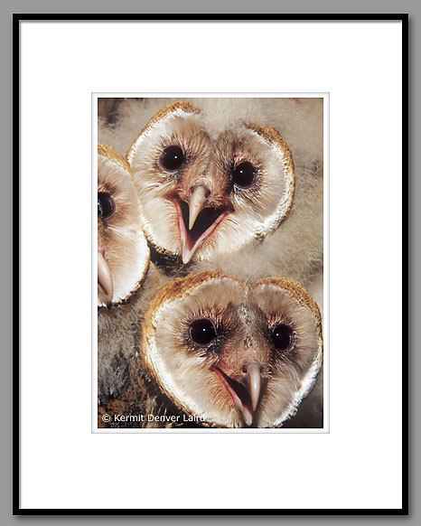 Barn Owl, Starr County, TX