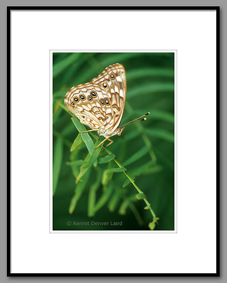 Butterfly, Starr County, TX