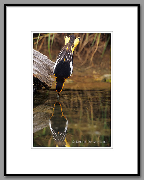 Bullock's Oriole, Starr County, TX