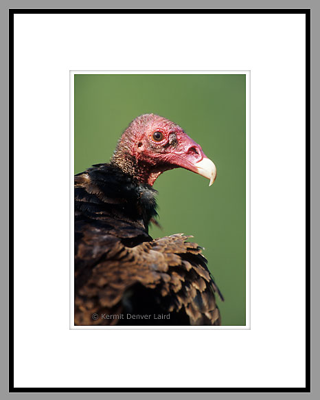 Turkey Vulture, Starr County, TX