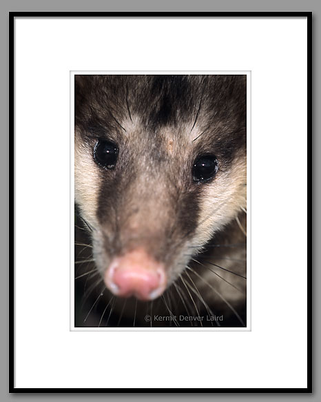 Opossum, Possum, Starr County, TX