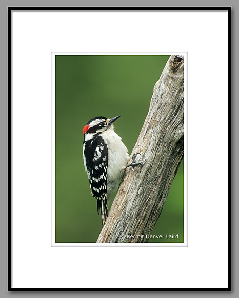 Downy Woodpecker, Oktibbeha County, MS