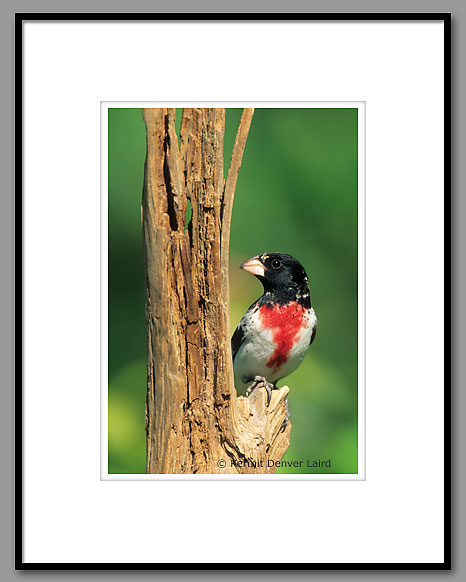 Rose-breasted Grosbeak, Oktibbeha County, MS