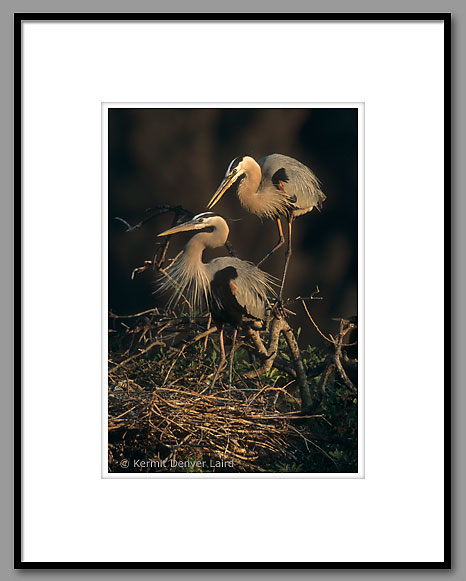 Great Blue Herons, Venice Rookery, Venice, FL