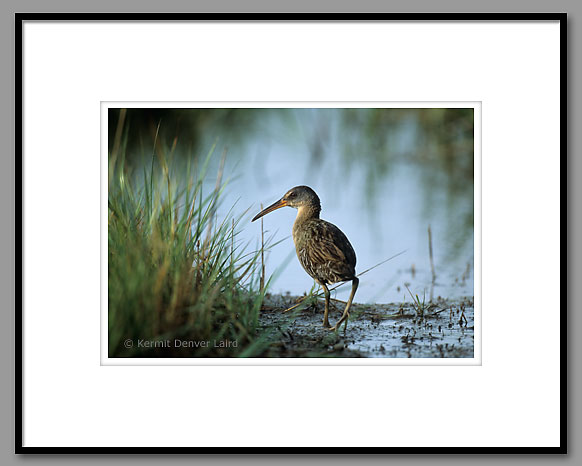 Clapper Rail, Dauphin Island, AL