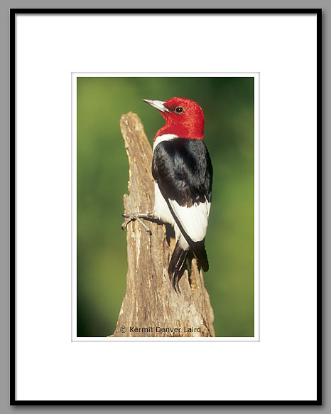 Red-headed Woodpecker, Oktibbeha County, MS