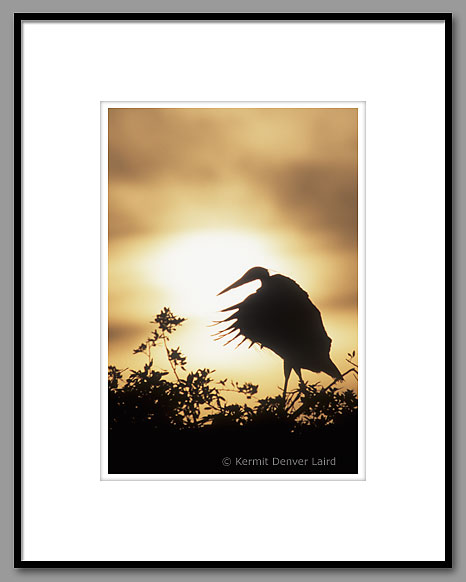 Great Blue Heron, Venice Rookery, Venice, FL