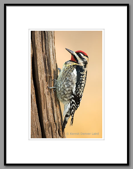 Yellow-bellied Sapsucker, Oktibbeha County, MS