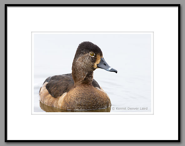 Ring-necked Duck, Oktibbeha County, MS