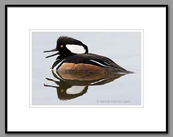 Hooded Merganser, Oktibbeha County, MS