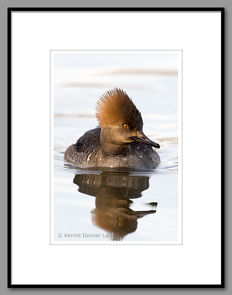 Hooded Merganser, Oktibbeha County, MS