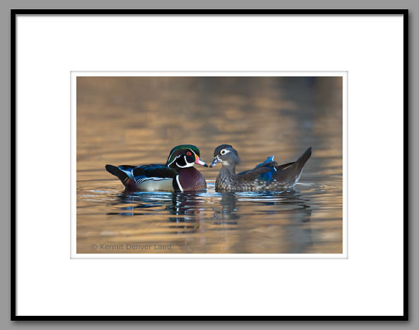 Wood Ducks, Oktibbeha County, MS