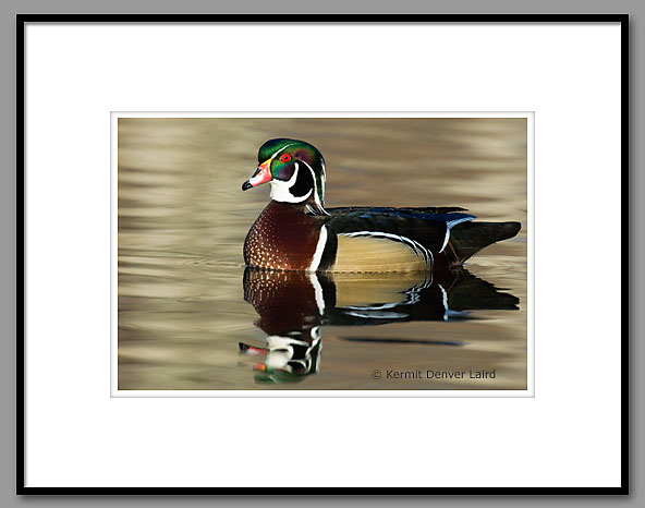 Wood Duck, Oktibbeha County, MS