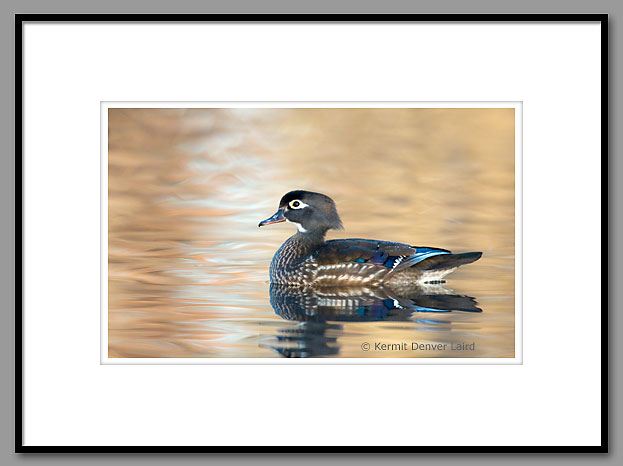 Wood Duck, Oktibbeha County, MS