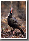 Wild Turkey, Lowndes County, MS