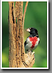 Rose-breasted Grosbeak, Oktibbeha County, MS