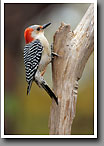 Red-bellied Woodpecker, Oktibbeha County, MS