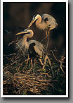 Great Blue Herons Mating, Venice Rookery, Venice, FL