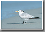 Royal Tern, Captiva Island, FL