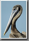 Atlantic Brown Pelican, Captiva Island, FL