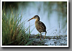 Clapper Rail, Dauphin Island, AL