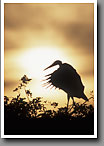 Great Egret Silhouette, Venice Rookery, Venice, FL