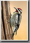 Yellow-bellied Sapsucker, Oktibbeha County, MS