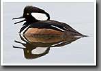 Hooded Merganser, Male, Oktibbeha County, MS