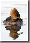 Hooded Merganser, Hen, Oktibbeha County, MS