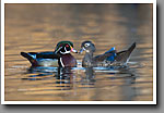 Wood Ducks, Oktibbeha County, MS