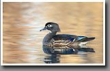 Wood Duck, Hen, Oktibbeha County, MS