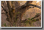 White Oak Tree, Noxubee County, MS