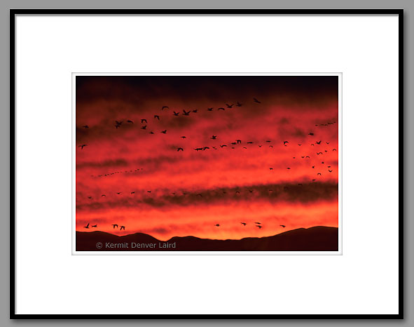 Snow Geese, Bosque del Apache NWR, NM