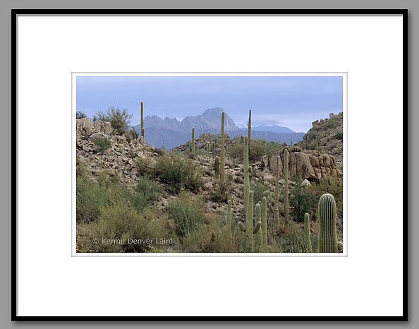 Sonoran Desert, Saguaro NP, AZ