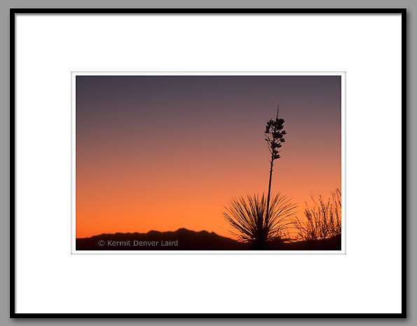 Soaptree Yucca, White Sands, NM