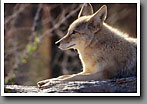 Coyote, Arizona-Sonora Desert Museum, AZ