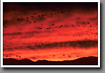 Snow Geese at Sunset, Bosque del Apache NWR, NM