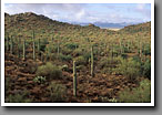 Sonoran Desert, Saguaro NP, AZ