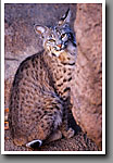 Bobcat, Arizona-Sonora Desert Museum, AZ