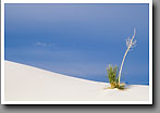 Dunescape, Soaptree Yucca, White Sands, NM