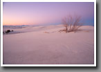 Dunescape, Cottonwood Tree, White Sands, NM