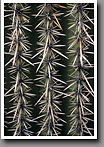 Saguaro Cactus, Saguaro NP, AZ