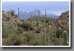 Sonoran Desert, Saguaro NP, AZ