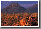 Sonoran Desert, Saguaro NP, AZ