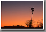 Soaptree Yucca Silhouette, White Sands, NM