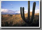 Sonoran Desert, Saguaro NP, AZ