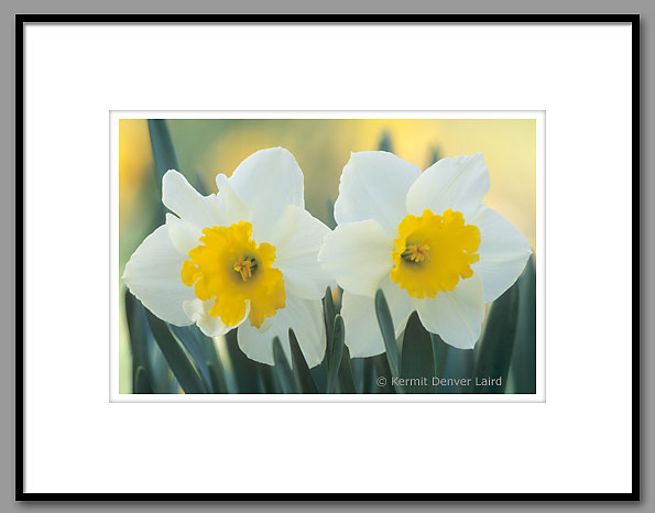 Daffodils, Oktibbeha County, MS