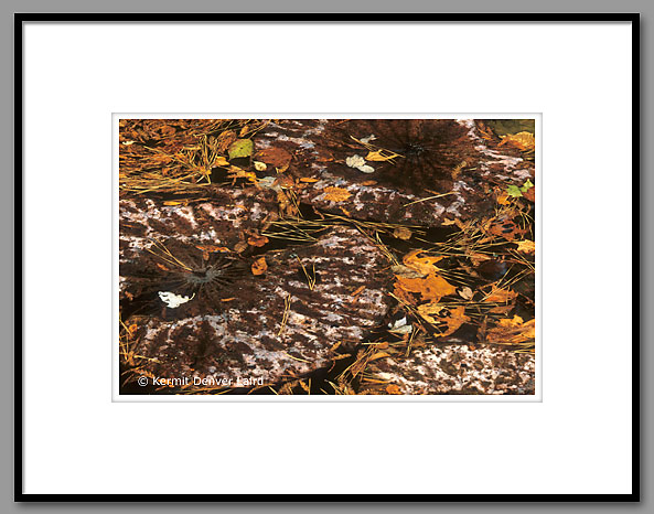 Autumn Lotus Lilies, Noxubee NWR, MS