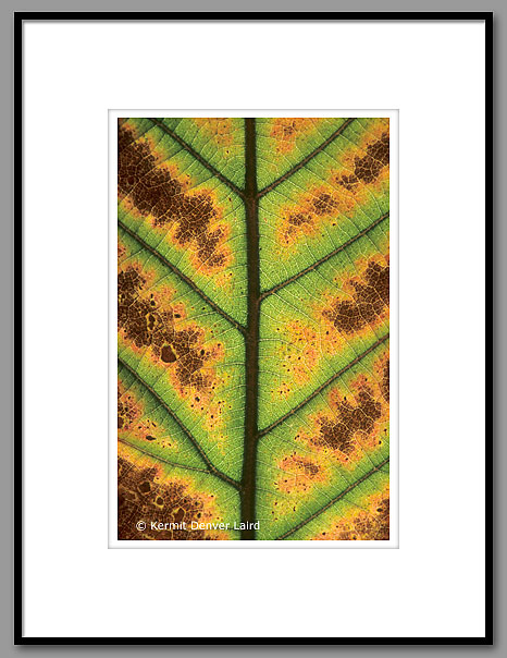 White Oak Leaf, Oktibbeha County, MS