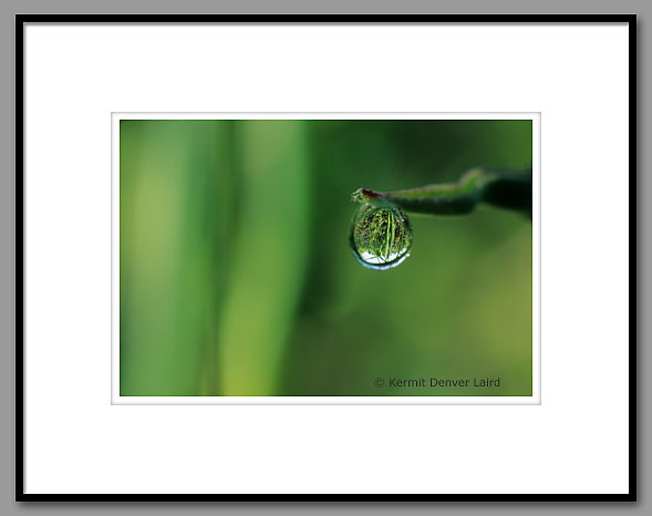 World In A Dewdrop, Oktibbeha County, MS